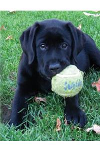 Black Labrador Puppy Notebook