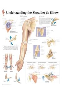 Understanding the Shoulder & Elbow Chart