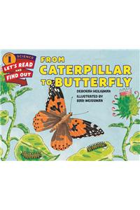 From Caterpillar to Butterfly