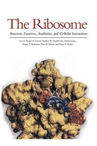 Ribosome: Structure, Function, Antibiotics, and Cellular Interactions