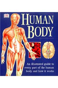 Human Body