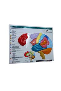 Brain Model & Puzzle: Anatomy &amp; Functional Areas of the Brain