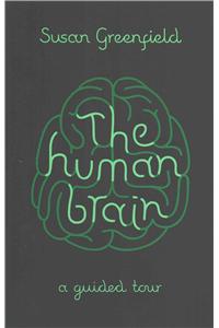 The Human Brain