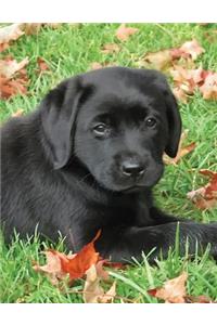 Black Labrador Puppy Notebook