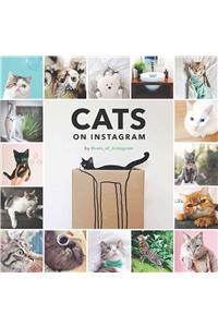 Cats on Instagram