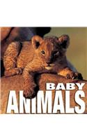 Baby Animals