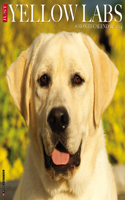 Just Yellow Labs 2024 12 X 12 Wall Calendar