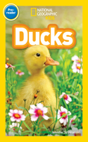 Ducks (National Geographic Kids Readers, Pre-Reader)