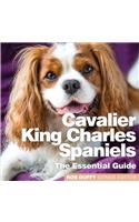 Cavalier King Charles Spaniels