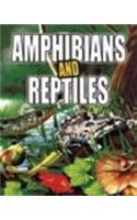 Amphibiana And Reptiles                                                                             