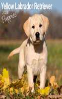 Yellow Labrador Puppies Calendar 2024  Square Dog Puppy Breed Wall Calendar - 16 Month