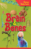 Human Body Facts:  Brains & Bones