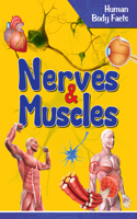 Human Body Facts: Nerves & Muscle