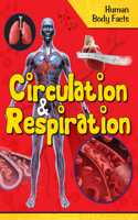 Human Body Facts: Circulation & Respiration