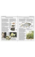 Eyewitness Handbooks Aquarium Fish