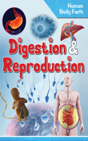 Human Body Facts: Digestion & Reproduction