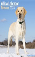 Labrador Retriever (Yellow) 2023 Wall Calendar