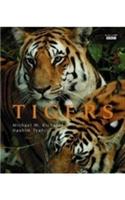 Tigers