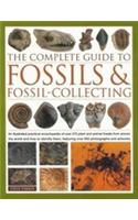 The Complete Guide To Fossils & Fossil-Collecting