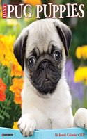 Just Pug Puppies 2022 Wall Calendar (Dog Breed)