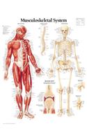 Musculoskeletal System Laminated Poster