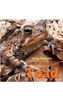 Hidden Life of a Toad