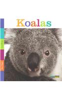 Seedlings: Koalas