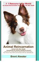 Animal Reincarnation