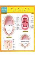 Dental Anatomy (Speedy Study Guides)