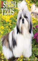 Just Shih Tzus 2022 Wall Calendar (Dog Breed)