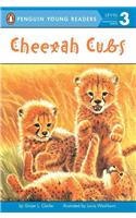 Cheetah Cubs