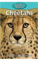 Cheetahs