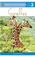 Giraffes