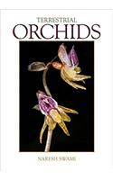 Terrestrial Orchids