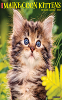 Just Maine Coon Kittens 2022 Wall Calendar (Cat Breed)