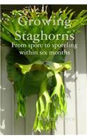 Growing Staghorns from Spore