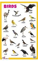 Birds Educational Chart