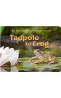 Tadpole to Frog