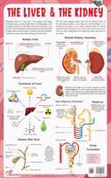 The Liver & The Kidney - Thick Laminated Chart