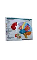 Brain Model & Puzzle