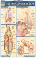 Respiratory System