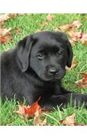 Black Labrador Puppy Notebook