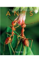 Ants