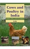 Cows And Poultry In India