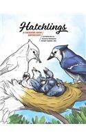 Hatchlings